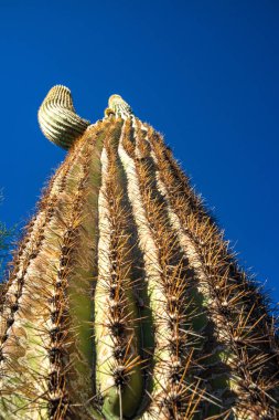Orta boy, dev kaktüs Saguaro kaktüsü (Carnegiea gigantea) mavi gökyüzüne karşı, Arizona ABD