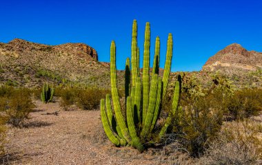 Mavi gökyüzüne karşı büyük bir kaktüs grubu (Stenocereus thurberi) ve Carnegiea gigantea. Arizona 'daki Organ Borusu Ulusal Parkı 