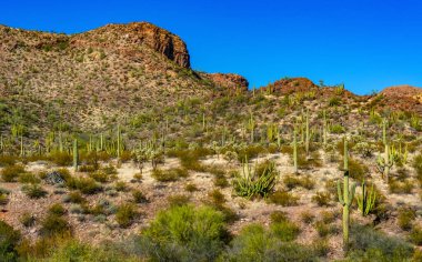 Arizona çöl manzarası, dev kaktüs Saguaro kaktüsü (Carnegiea dev çayı) mavi gökyüzüne karşı, ABD