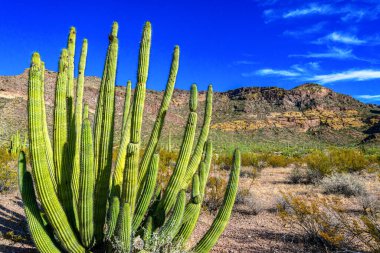 Mavi gökyüzüne karşı büyük bir kaktüs grubu (Stenocereus thurberi) ve Carnegiea gigantea. Arizona 'daki Organ Borusu Ulusal Parkı 