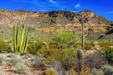 Organ boru milli parkı, mavi gökyüzüne karşı büyük bir kaktüs grubu (Stenocereus thurberi) ve Carnegiea gigantea, Arizona 