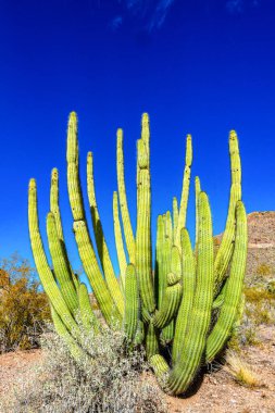 Mavi gökyüzüne karşı büyük bir kaktüs grubu (Stenocereus thurberi) ve Carnegiea gigantea. Arizona 'daki Organ Borusu Ulusal Parkı 