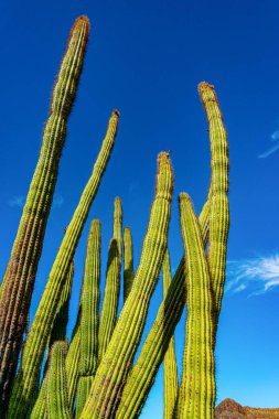 Arizona, mavi gökyüzüne karşı büyük bir kaktüs grubu (Stenocereus thurberi) ve Carnegiea gigantea. Org boru milli parkı 