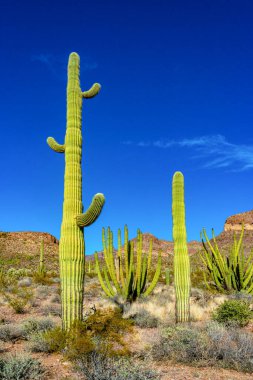 Organ boru milli parkı, mavi gökyüzüne karşı büyük bir kaktüs grubu (Stenocereus thurberi) ve Carnegiea gigantea, Arizona 