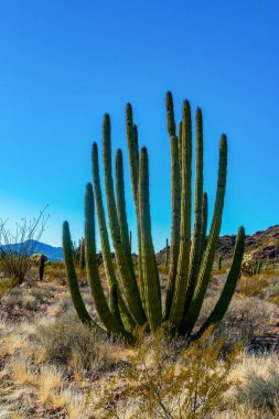 Arizona, mavi gökyüzüne karşı büyük bir kaktüs grubu (Stenocereus thurberi) ve Carnegiea gigantea. Org boru milli parkı 