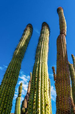 Mavi gökyüzüne karşı büyük bir kaktüs grubu (Stenocereus thurberi). Arizona 'daki Organ Borusu Ulusal Parkı 