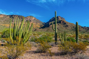 Organ boru milli parkı, mavi gökyüzüne karşı büyük bir kaktüs grubu (Stenocereus thurberi) ve Carnegiea gigantea, Arizona 