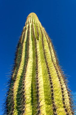 Bir Saguaro kaktüsünün (Carnegiea gigantea) kalın dikenli gövdesi, Arizona, ABD