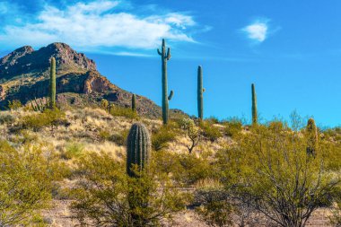 Kaktüslü çöl manzarası, ön planda kaktüs tohumlu meyveler, sillindropuntia sp. Arizona 'daki bir Organ Borusu Kaktüs Ulusal Anıtı' nda.