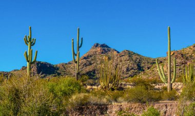 Kaktüslü çöl manzarası, ön planda kaktüs tohumlu meyveler, sillindropuntia sp. Arizona 'daki bir Organ Borusu Kaktüs Ulusal Anıtı' nda.