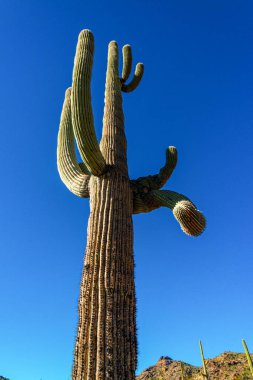 Orta boy, dev kaktüs Saguaro kaktüsü (Carnegiea gigantea) mavi gökyüzüne karşı, Arizona ABD