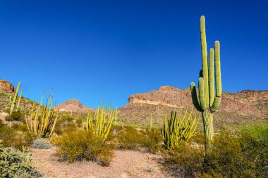 Arizona, dev kaktüs kaktüsü Saguaro kaktüsü (Carnegiea dev çayı) mavi gökyüzüne karşı, ABD