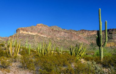 Arizona çöl manzarası, dev kaktüs Saguaro kaktüsü (Carnegiea dev çayı) mavi gökyüzüne karşı, ABD