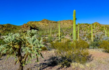 Kaktüslü çöl manzarası, ön planda kaktüs tohumlu meyveler, sillindropuntia sp. Arizona 'daki bir Organ Borusu Kaktüs Ulusal Anıtı' nda.