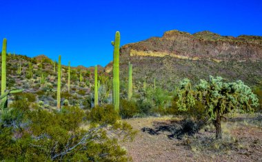Kaktüslü çöl manzarası, ön planda kaktüs tohumlu meyveler, sillindropuntia sp. Arizona 'daki bir Organ Borusu Kaktüs Ulusal Anıtı' nda.