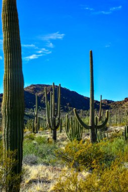 Mavi gökyüzüne karşı büyük bir kaktüs grubu (Stenocereus thurberi) ve Carnegiea gigantea. Arizona 'daki Organ Borusu Ulusal Parkı 