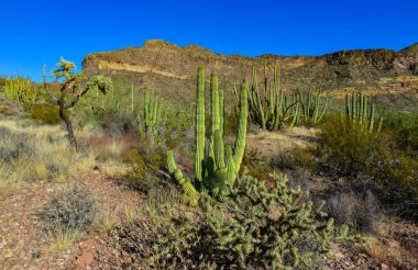 Mavi gökyüzüne karşı büyük bir kaktüs grubu (Stenocereus thurberi) ve Carnegiea gigantea. Arizona 'daki Organ Borusu Ulusal Parkı 