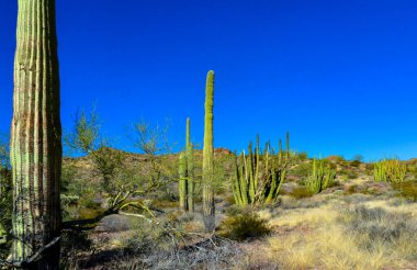 Mavi gökyüzüne karşı büyük bir kaktüs grubu (Stenocereus thurberi) ve Carnegiea gigantea. Arizona 'daki Organ Borusu Ulusal Parkı 