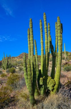 Mavi gökyüzüne karşı büyük bir kaktüs grubu (Stenocereus thurberi) ve Carnegiea gigantea. Arizona 'daki Organ Borusu Ulusal Parkı 