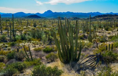 Organ boru milli parkı, mavi gökyüzüne karşı büyük bir kaktüs grubu (Stenocereus thurberi) ve Carnegiea gigantea, Arizona 