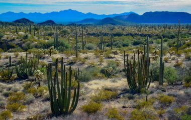 Organ boru milli parkı, mavi gökyüzüne karşı büyük bir kaktüs grubu (Stenocereus thurberi) ve Carnegiea gigantea, Arizona 