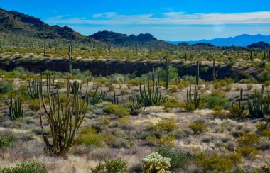 Organ boru milli parkı, mavi gökyüzüne karşı büyük bir kaktüs grubu (Stenocereus thurberi) ve Carnegiea gigantea, Arizona 