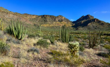 Mavi gökyüzüne karşı büyük bir kaktüs grubu (Stenocereus thurberi) ve Carnegiea gigantea. Arizona 'daki Organ Borusu Ulusal Parkı 
