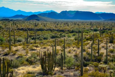 Organ boru milli parkı, mavi gökyüzüne karşı büyük bir kaktüs grubu (Stenocereus thurberi) ve Carnegiea gigantea, Arizona 
