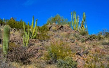 Organ boru milli parkı, mavi gökyüzüne karşı büyük bir kaktüs grubu (Stenocereus thurberi) ve Carnegiea gigantea, Arizona 