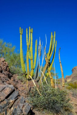 Mavi gökyüzüne karşı büyük bir kaktüs grubu (Stenocereus thurberi). Arizona 'daki Organ Borusu Ulusal Parkı 