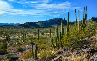 Organ boru milli parkı, mavi gökyüzüne karşı büyük bir kaktüs grubu (Stenocereus thurberi) ve Carnegiea gigantea, Arizona 
