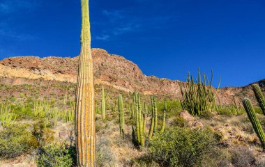 Organ boru milli parkı, mavi gökyüzüne karşı büyük bir kaktüs grubu (Stenocereus thurberi) ve Carnegiea gigantea, Arizona 