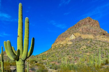 Dev kaktüs kaktüsü Saguaro kaktüsü (Carnegiea dev çayı), Arizona ABD