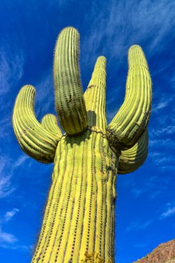 Dev kaktüs kaktüsü Saguaro kaktüsü (Carnegiea dev çayı), Arizona ABD