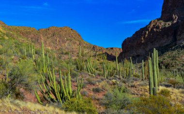 Organ boru milli parkı, mavi gökyüzüne karşı büyük bir kaktüs grubu (Stenocereus thurberi) ve Carnegiea gigantea, Arizona 