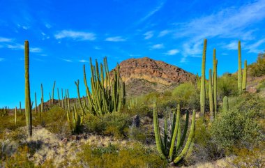 Organ boru milli parkı, mavi gökyüzüne karşı büyük bir kaktüs grubu (Stenocereus thurberi) ve Carnegiea gigantea, Arizona 