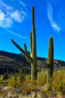 Arizona çöl manzarası, dev kaktüs Saguaro kaktüsü (Carnegiea dev çayı) mavi gökyüzüne karşı, ABD