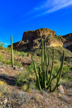 Mavi gökyüzüne karşı büyük bir kaktüs grubu (Stenocereus thurberi) ve Carnegiea gigantea. Arizona 'daki Organ Borusu Ulusal Parkı 