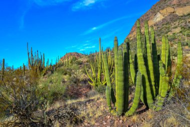 Mavi gökyüzüne karşı büyük bir kaktüs grubu (Stenocereus thurberi) ve Carnegiea gigantea. Arizona 'daki Organ Borusu Ulusal Parkı