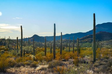 Arizona çöl manzarası, dev kaktüs Saguaro kaktüsü (Carnegiea dev çayı) mavi gökyüzüne karşı, ABD