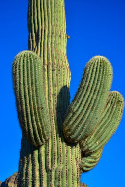 Orta boy, dev kaktüs Saguaro kaktüsü (Carnegiea gigantea) mavi gökyüzüne karşı, Arizona ABD