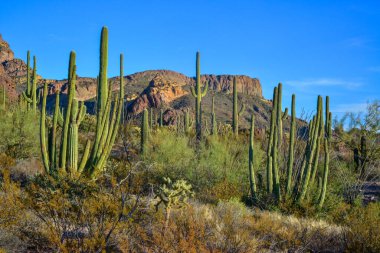 Mavi gökyüzüne karşı büyük bir kaktüs grubu (Stenocereus thurberi) ve Carnegiea gigantea. Arizona 'daki Organ Borusu Ulusal Parkı 