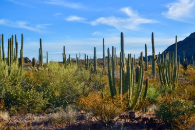 Arizona çöl manzarası, dev kaktüs Saguaro kaktüsü (Carnegiea dev çayı) mavi gökyüzüne karşı, ABD