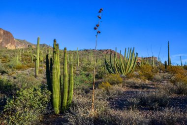 Mavi gökyüzüne karşı büyük bir kaktüs grubu (Stenocereus thurberi) ve Carnegiea gigantea. Arizona 'daki Organ Borusu Ulusal Parkı 