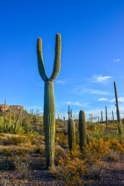 Arizona çöl manzarası, dev kaktüs Saguaro kaktüsü (Carnegiea dev çayı) mavi gökyüzüne karşı, ABD