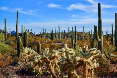 Kaktüslü çöl manzarası, ön planda kaktüs tohumlu meyveler, sillindropuntia sp. Arizona 'daki bir Organ Borusu Kaktüs Ulusal Anıtı' nda.