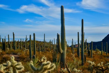 Arizona çöl manzarası, dev kaktüs Saguaro kaktüsü (Carnegiea dev çayı) mavi gökyüzüne karşı, ABD