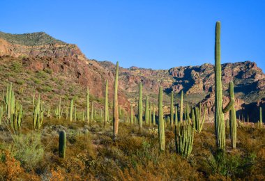 Arizona çöl manzarası, dev kaktüs Saguaro kaktüsü (Carnegiea dev çayı) mavi gökyüzüne karşı, ABD