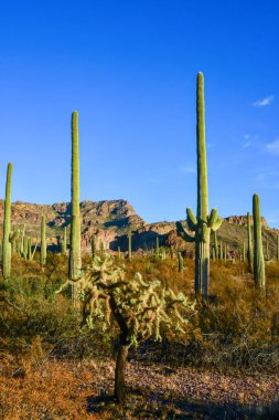 Arizona çöl manzarası, dev kaktüs Saguaro kaktüsü (Carnegiea dev çayı) mavi gökyüzüne karşı, ABD