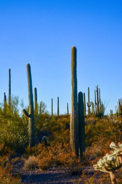 Arizona çöl manzarası, dev kaktüs Saguaro kaktüsü (Carnegiea dev çayı) mavi gökyüzüne karşı, ABD